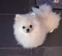 Molly, a female Pomeranian for sale in Glendale, CA – 1 of 2