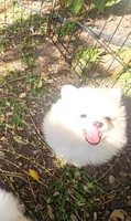 Molly, a female Pomeranian for sale in Glendale, CA – 4 of 4