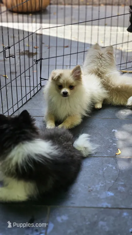 Cleo – Pomeranian puppy for sale in Glendale, CA