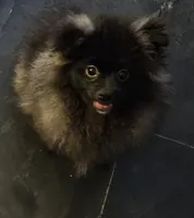Godzilla, a male Pomeranian for sale in Glendale, CA – 2 of 4