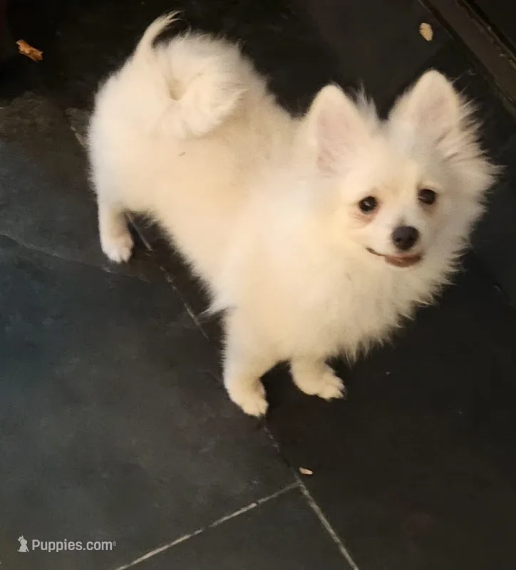 Smiley – Pomeranian puppy for sale in Glendale, CA