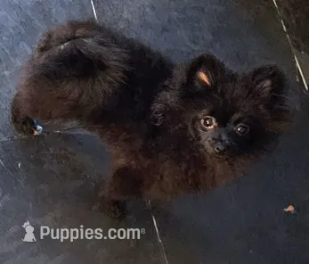 Wolfie Jr – Pomeranian puppy for sale in Glendale, CA