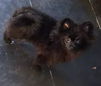 Wolfie Jr, a male Pomeranian for sale in Glendale, CA – 1 of 2