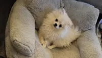Molly, a female Pomeranian for sale in Glendale, CA – 2 of 2