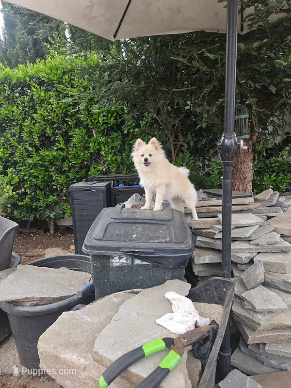 Smiley – Pomeranian puppy for sale in Glendale, CA