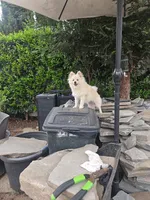Smiley, a male Pomeranian for sale in Glendale, CA – 1 of 3