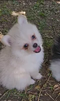 Cleo, a male Pomeranian for sale in Glendale, CA – 3 of 4