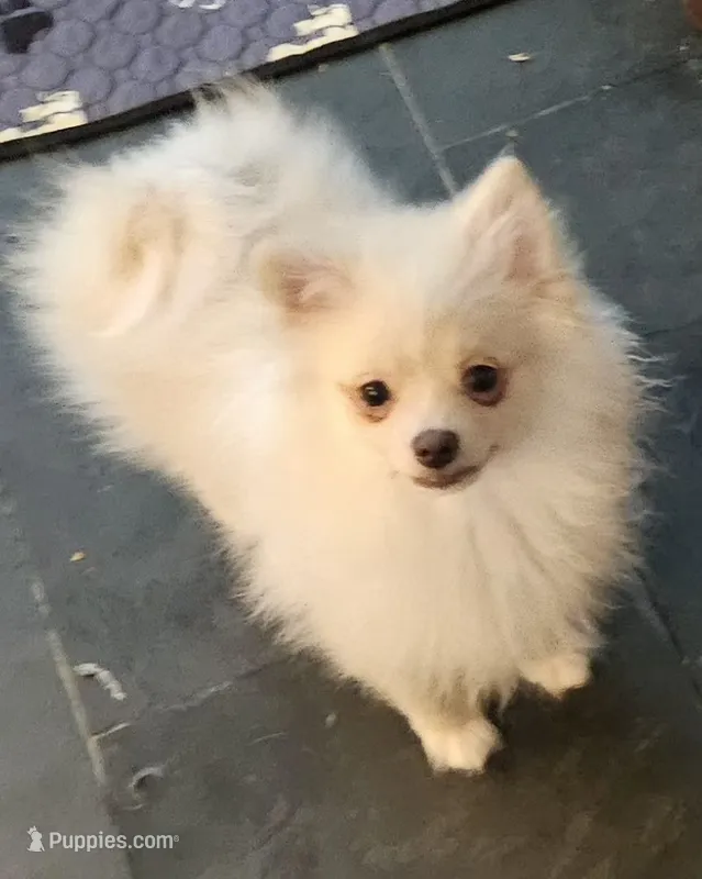 Cleo – Pomeranian puppy for sale in Glendale, CA