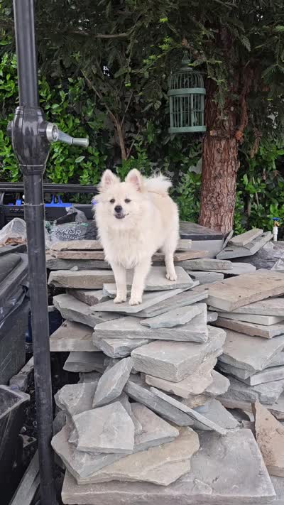 Smiley, a male Pomeranian for sale in Glendale, CA – 3 of 3