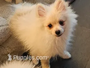 Prancer – Pomeranian puppy for sale in Glendale, CA