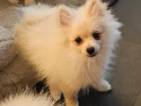 Prancer, a male Pomeranian for sale in Glendale, CA – 1 of 1