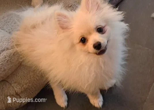 Prancer – Pomeranian puppy for sale in Glendale, CA