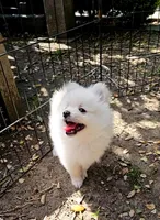 Smiley, a male Pomeranian for sale in Glendale, CA – 3 of 3
