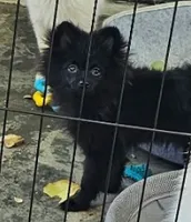 Wolfie Jr, a male Pomeranian for sale in Glendale, CA – 2 of 2