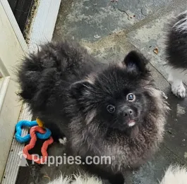 Godzilla – Pomeranian puppy for sale in Glendale, CA