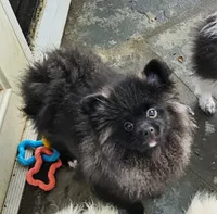 Godzilla, a male Pomeranian for sale in Glendale, CA – 1 of 2