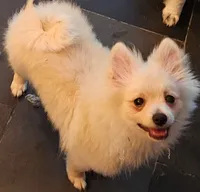 Smiley, a male Pomeranian for sale in Glendale, CA – 2 of 2