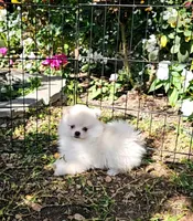 Molly, a female Pomeranian for sale in Glendale, CA – 3 of 4