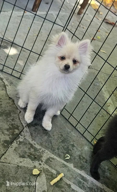 Prancer – Pomeranian puppy for sale in Glendale, CA