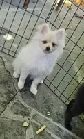 Prancer, a male Pomeranian for sale in Glendale, CA – 1 of 5