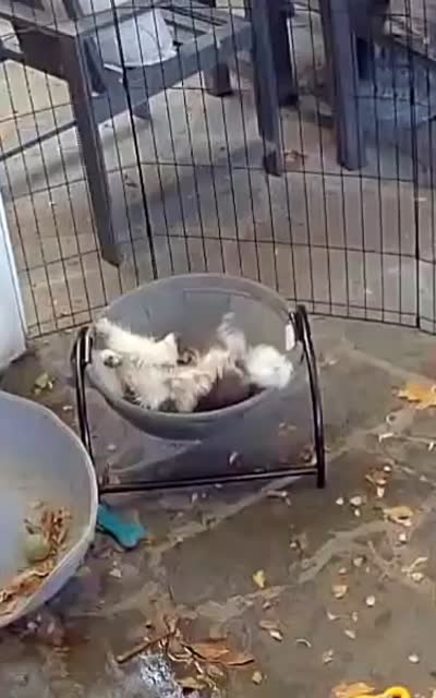 Moo Moo, a male Pomeranian for sale in Glendale, CA – 3 of 3