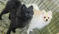 Prancer, a male Pomeranian for sale in Glendale, CA – 5 of 5