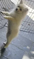 Prancer, a male Pomeranian for sale in Glendale, CA – 2 of 5