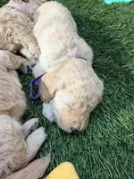 Purple, a female Miniature Goldendoodle for sale in Jesup, GA – Photo 8 of 8