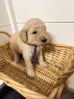 Purple, a female Miniature Goldendoodle for sale in Jesup, GA – Photo 5 of 8