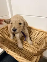 Purple, a female Miniature Goldendoodle for sale in Jesup, GA – Photo 6 of 8