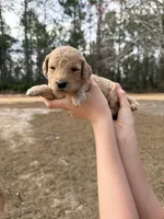 Purple, a female Miniature Goldendoodle for sale in Jesup, GA – Photo 4 of 8