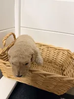 Purple, a female Miniature Goldendoodle for sale in Jesup, GA – Photo 2 of 8