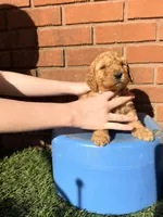 Blue, a male Miniature Goldendoodle for sale in Jesup, GA – Photo 3 of 3
