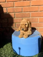 Blue, a male Miniature Goldendoodle for sale in Jesup, GA – Photo 2 of 3