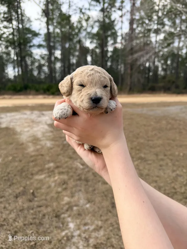 Yellow – Miniature Goldendoodle puppy for sale in Jesup, GA