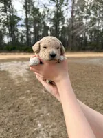 Yellow, a female Miniature Goldendoodle for sale in Jesup, GA – Photo 1 of 6