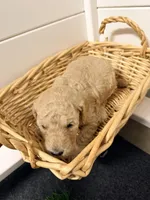 Yellow, a female Miniature Goldendoodle for sale in Jesup, GA – Photo 6 of 6