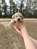 Yellow, a female Miniature Goldendoodle for sale in Jesup, GA – Photo 2 of 6