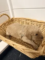 Grey, a male Miniature Goldendoodle for sale in Jesup, GA – Photo 7 of 9