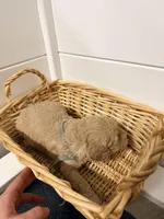 Grey, a male Miniature Goldendoodle for sale in Jesup, GA – Photo 8 of 9