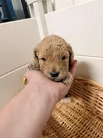 Grey, a male Miniature Goldendoodle for sale in Jesup, GA – Photo 6 of 9