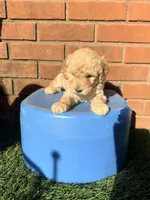 Grey, a male Miniature Goldendoodle for sale in Jesup, GA – Photo 2 of 9