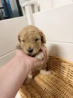 Grey, a male Miniature Goldendoodle for sale in Jesup, GA – Photo 5 of 9