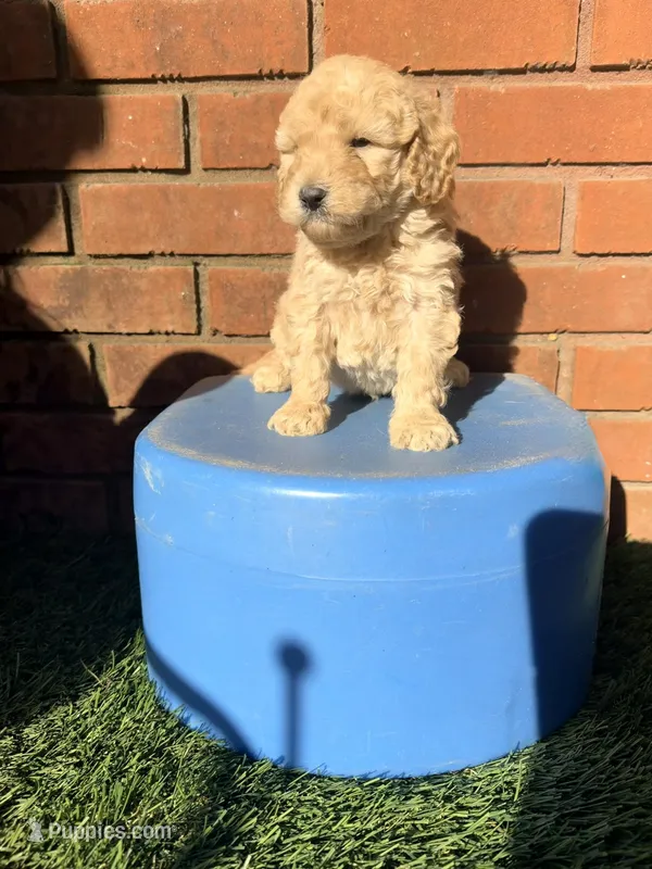 Grey – Miniature Goldendoodle puppy for sale in Jesup, GA