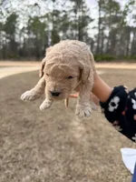 Grey, a male Miniature Goldendoodle for sale in Jesup, GA – Photo 9 of 9