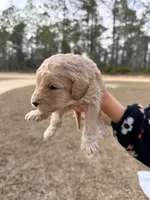 Grey, a male Miniature Goldendoodle for sale in Jesup, GA – Photo 3 of 9