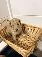 Pink, a female Miniature Goldendoodle for sale in Jesup, GA – Photo 3 of 3