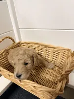 Pink, a female Miniature Goldendoodle for sale in Jesup, GA – Photo 2 of 3