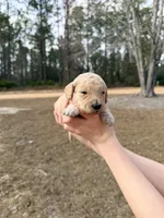 Red, a male Miniature Goldendoodle for sale in Jesup, GA – Photo 7 of 8