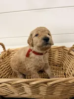 Red, a male Miniature Goldendoodle for sale in Jesup, GA – Photo 4 of 8